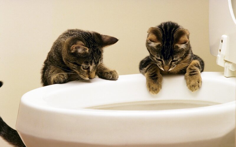 Two kittens on toilet rim