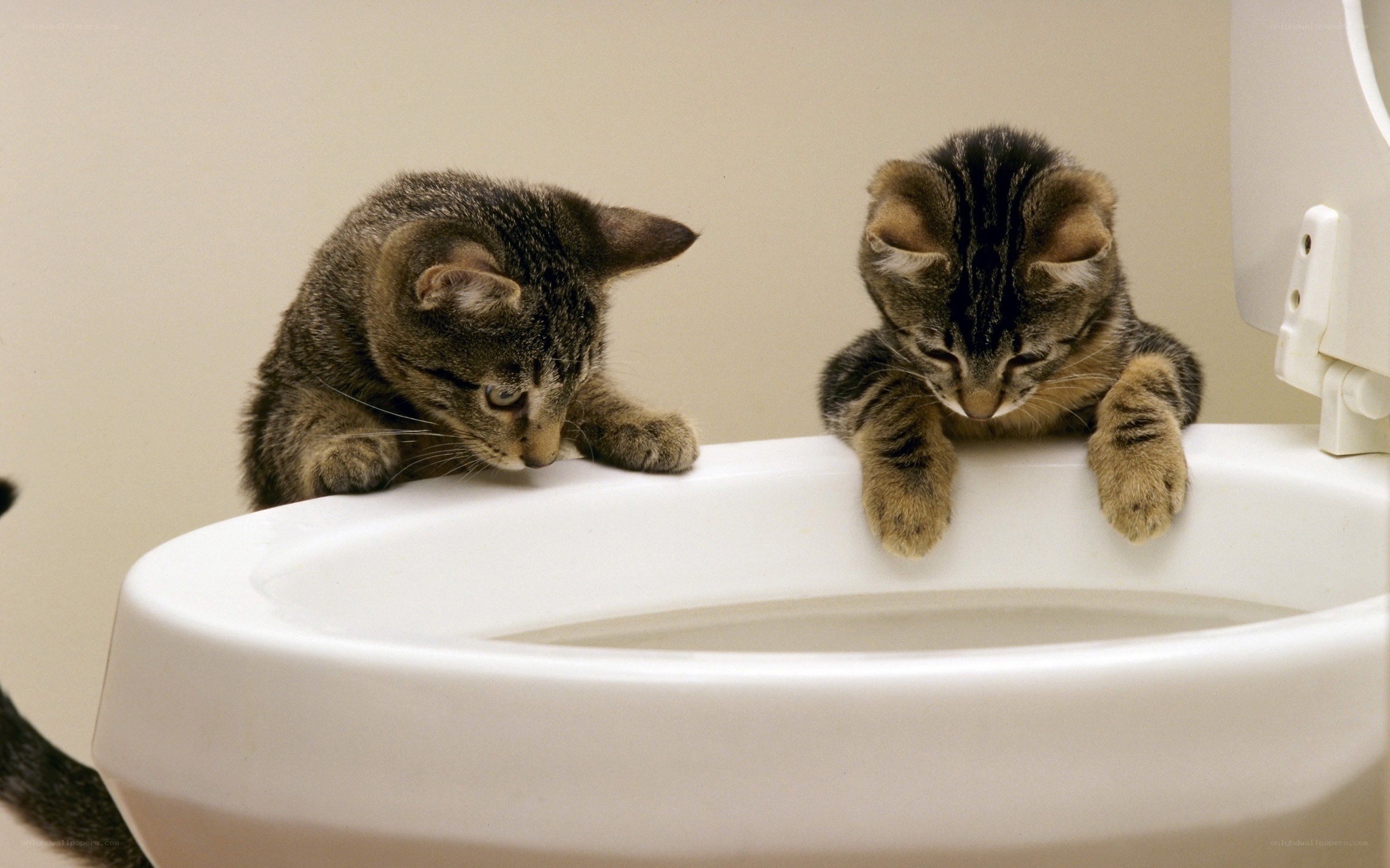 two kittens on toilet