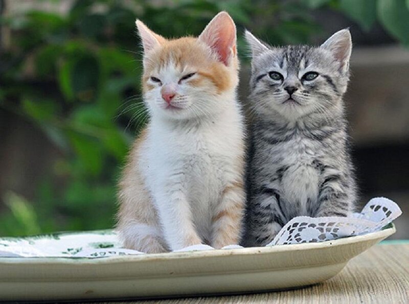 Two Kittens on Tray