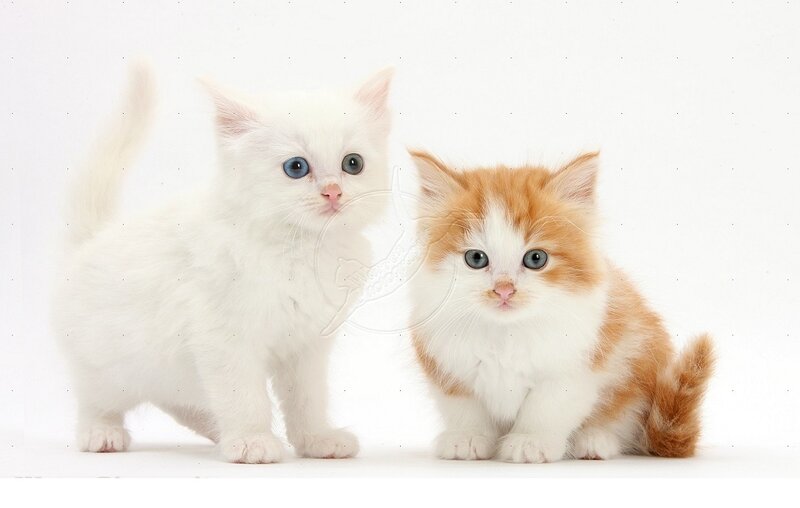 Two Kittens on White — Calm