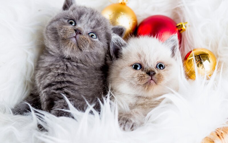 Two Kittens on White Fur