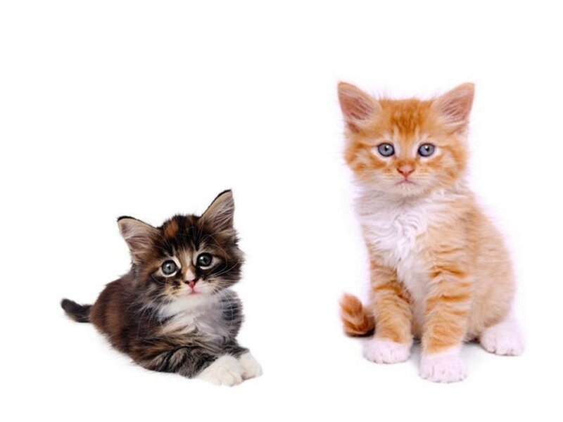 Two Kittens on White