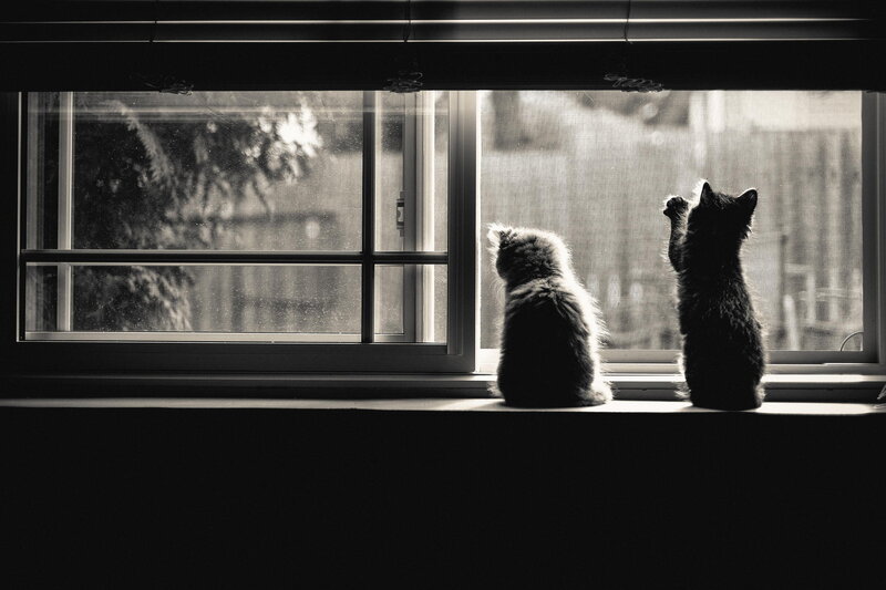 Two Kittens on Windowsill — Black, Calm