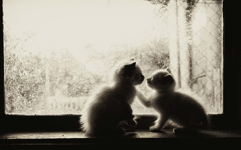 Two Kittens on Windowsill — Black