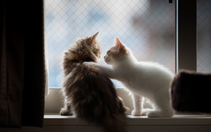 Two Kittens on Windowsill — White, Calm