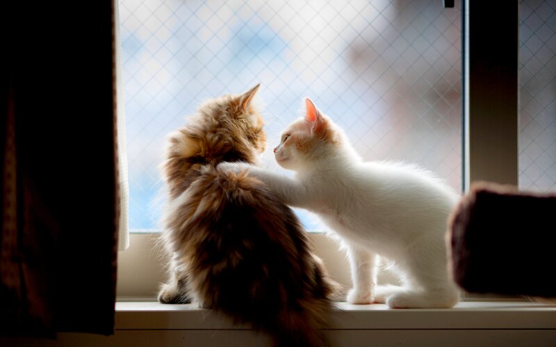 Two Kittens on Windowsill — White