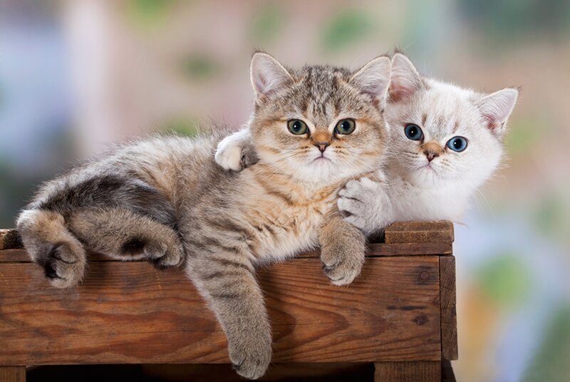 Two Kittens on Wood — Brown, Calm, Photograph