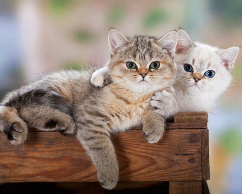 Two Kittens on Wood — Brown, Calm, Photograph, Wooden Surface, Blurry Background
