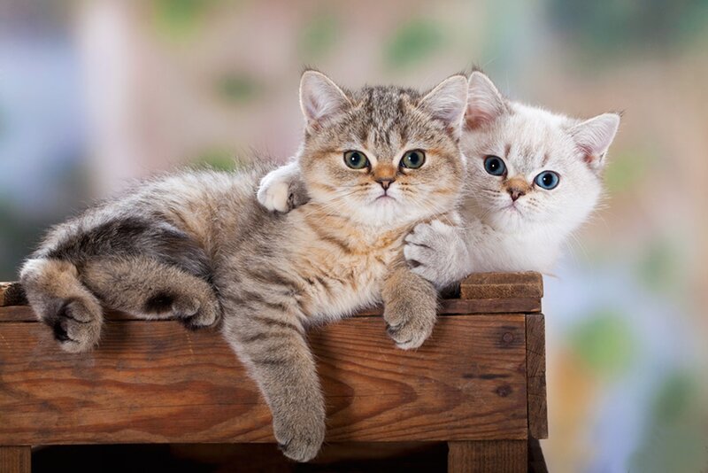Two Kittens on Wood — Brown, Calm, Photograph, Wooden Surface