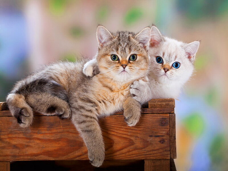 Two Kittens on Wood — Brown, Calm