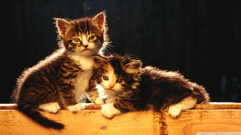 Two Kittens on Wood — Brown, Dramatic, Sunset