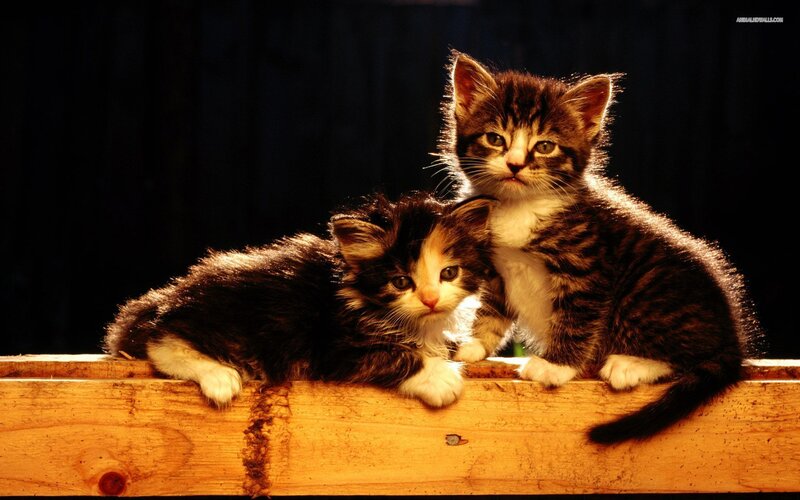 Two Kittens on Wood — Brown, Dramatic