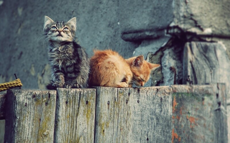 Two Kittens on Wood — Gray, Calm, Photograph