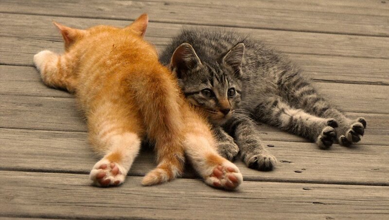 Two Kittens on Wood — Orange, Calm