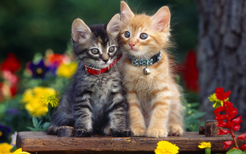 Two Kittens on Wood — Orange