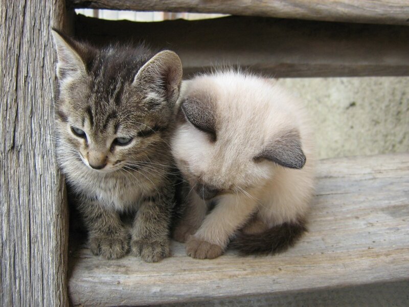 Two Kittens on Wood