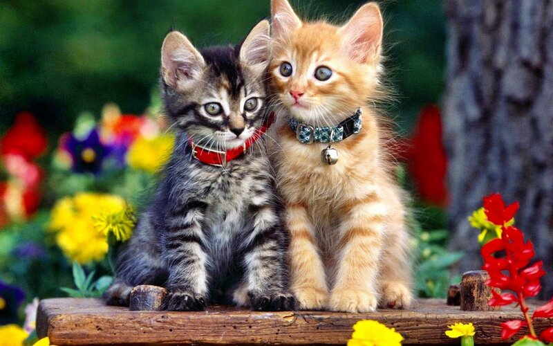 Two Kittens on Wood — Yellow