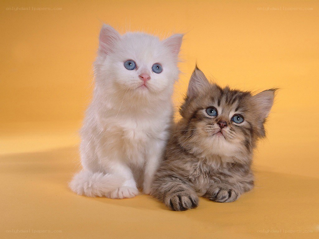 Two kittens on yellow background