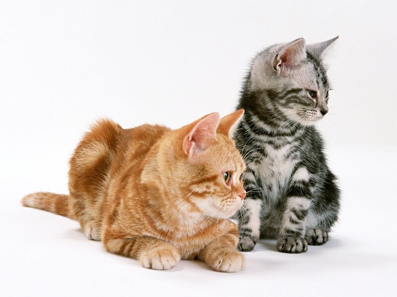 Two Kittens — Orange