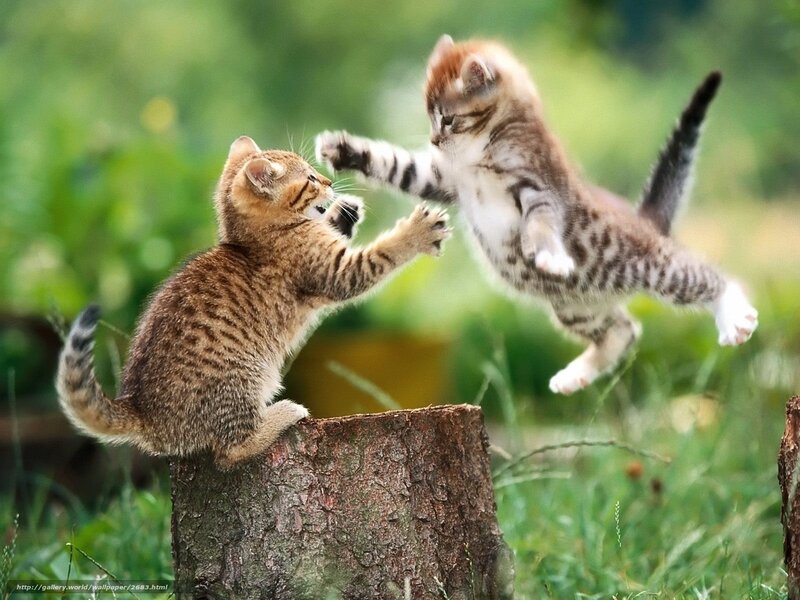 Two kittens play-fighting