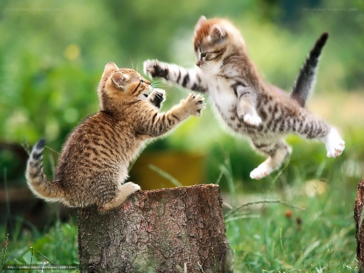 Two kittens play-fighting