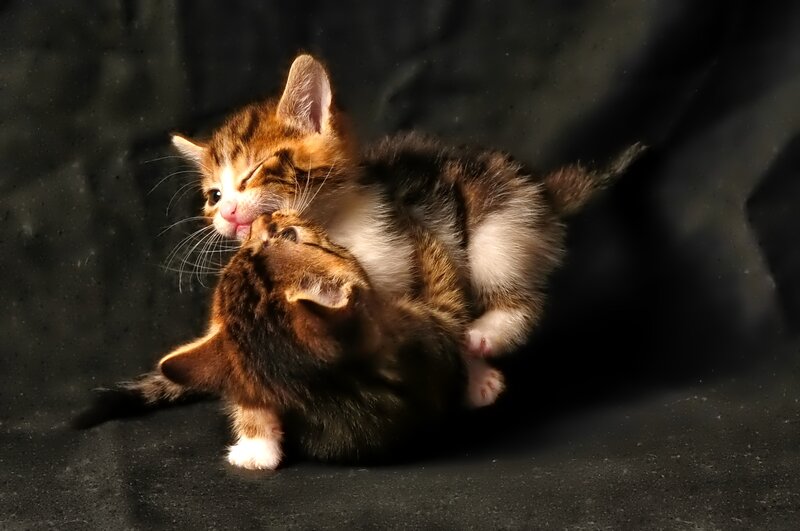 Two Kittens Playing — Black, Dramatic