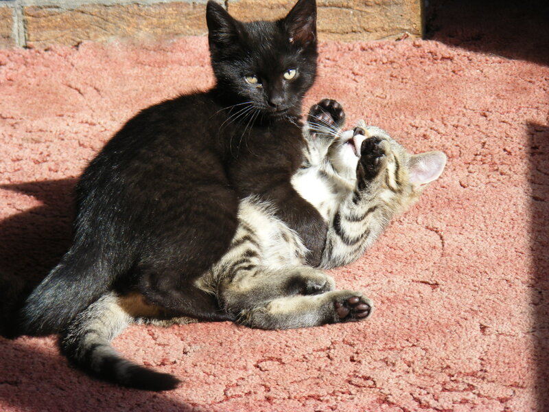 Two Kittens Playing — Black, Playful, Afternoon, Photograph, Carpet