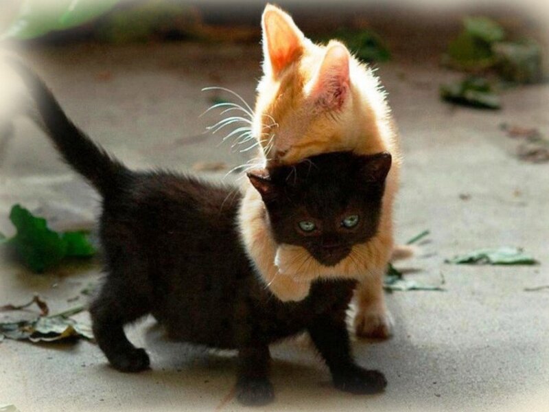 Two Kittens Playing — Black, Playful, Afternoon, Photograph