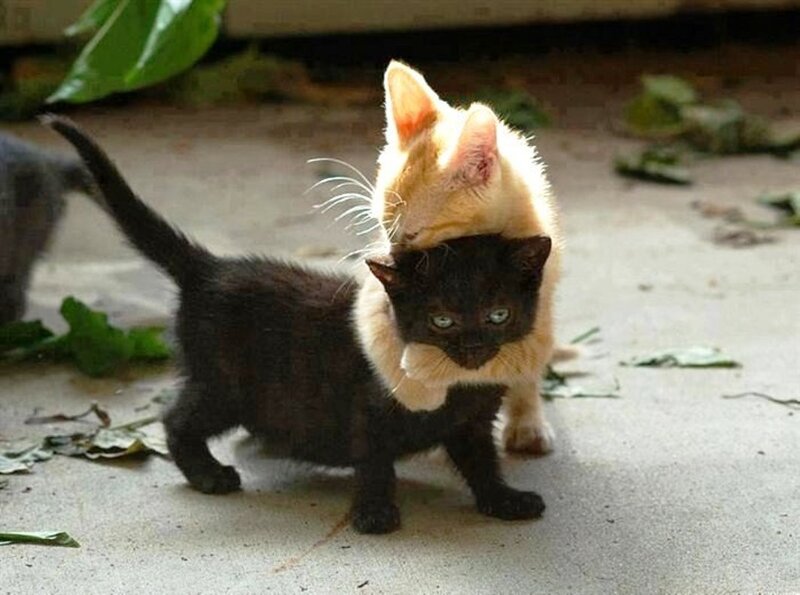 Two Kittens Playing — Black, Playful, Afternoon