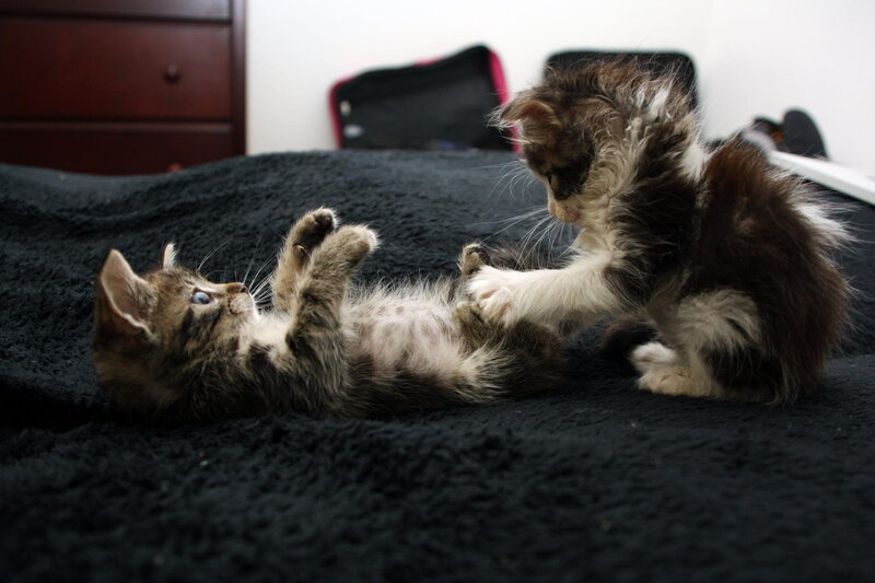 Two Kittens Playing — Black, Playful, Photograph, Bed