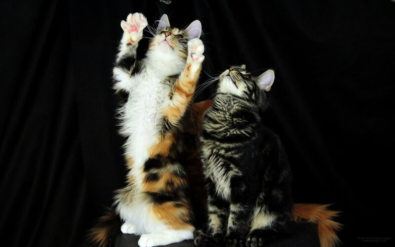 Two Kittens Playing — Black, Playful, Photograph, Black Background