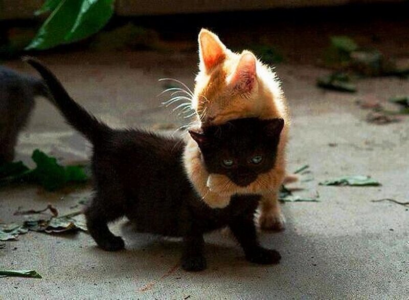 Two Kittens Playing — Black, Playful, Photograph, Leaves, Ground