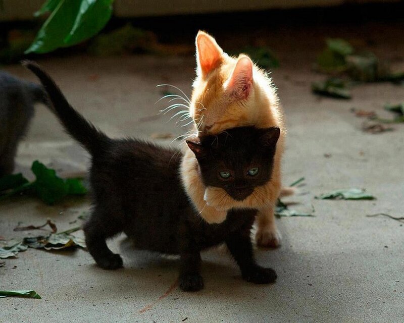 Two Kittens Playing — Black, Playful, Photograph, Leaves