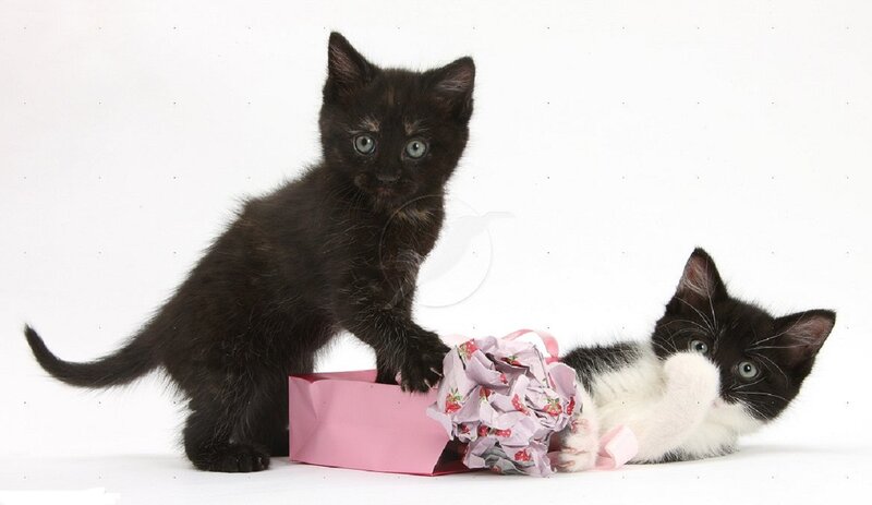 Two Kittens Playing — Black, Playful, Photograph