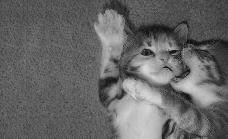 Two Kittens Playing — Black, Playful