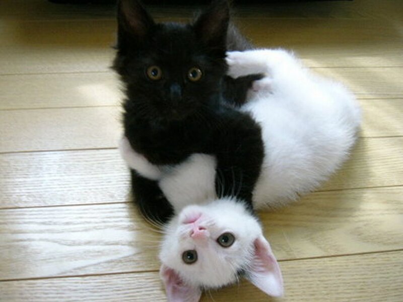 Two Kittens Playing — Black