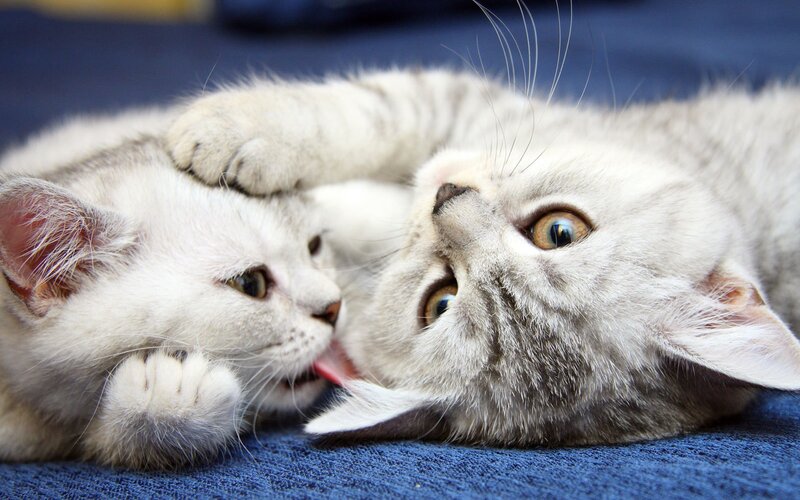 Two Kittens Playing — Blue Fabric