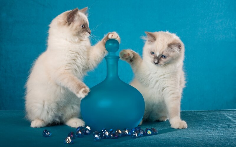 Two Kittens Playing — Blue, Playful, Photograph, Bottle