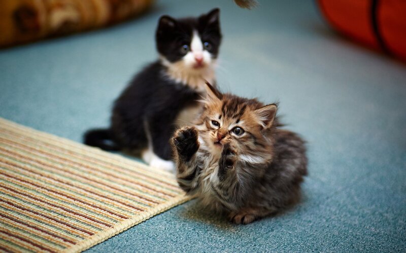 Two Kittens Playing — Blue, Playful, Photograph, Carpet, Kitten