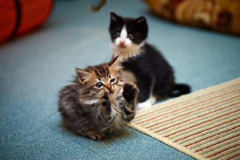 Two Kittens Playing — Blue, Playful, Photograph, Carpet