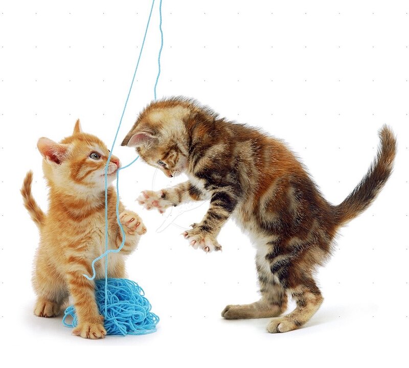 Two Kittens Playing — Blue, Playful, Photograph