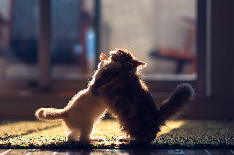 Two Kittens Playing — Brown, Dramatic, Afternoon