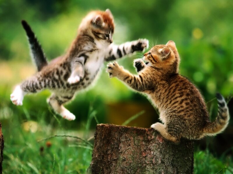 Two Kittens Playing — Brown, Playful, Afternoon, Photograph