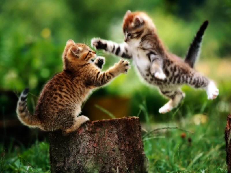 Two Kittens Playing — Brown, Playful, Afternoon, Photograph, Tree Stump