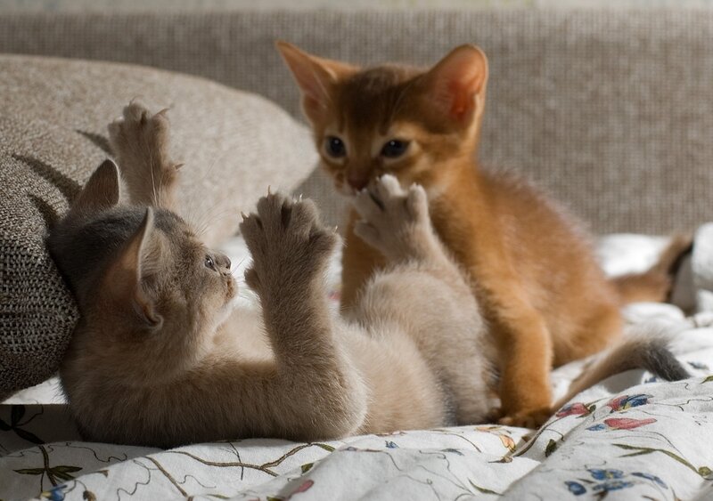 Two Kittens Playing — Brown, Playful, Afternoon