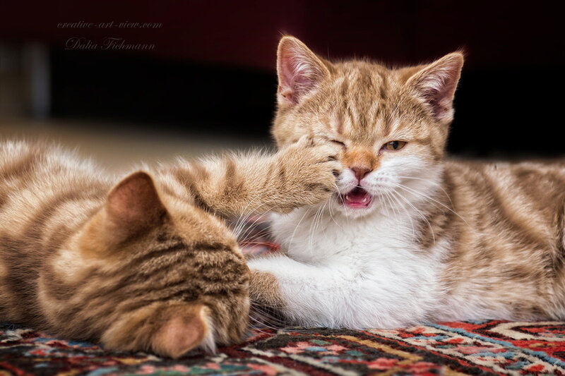 Two Kittens Playing — Brown, Playful, Photograph, Carpet
