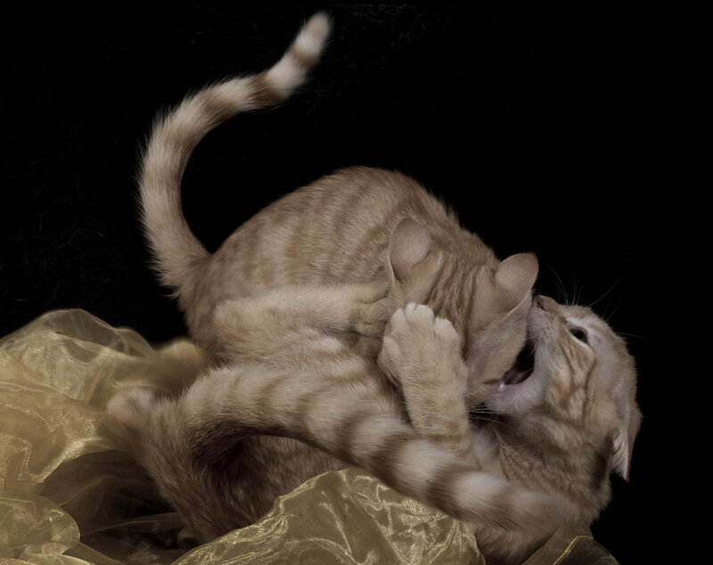 Two Kittens Playing — Brown, Playful, Photograph, Fabric