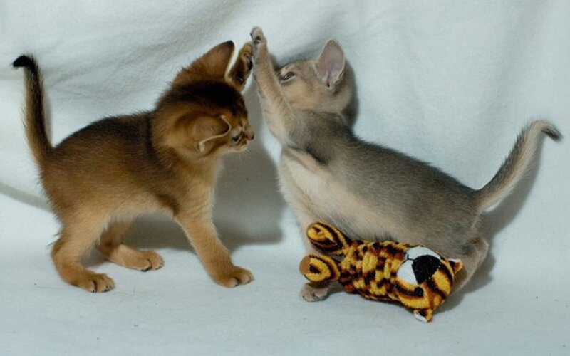Two Kittens Playing — Brown, Playful, Photograph