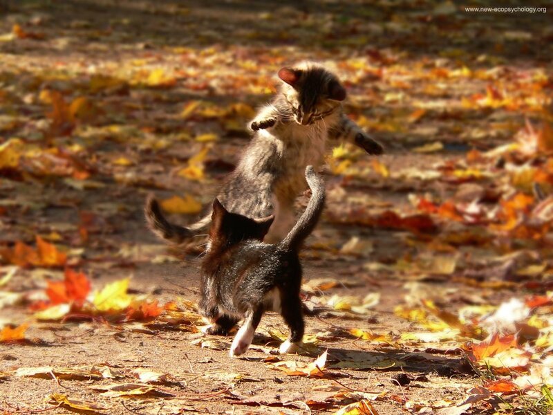 Two Kittens Playing — Brown, Playful