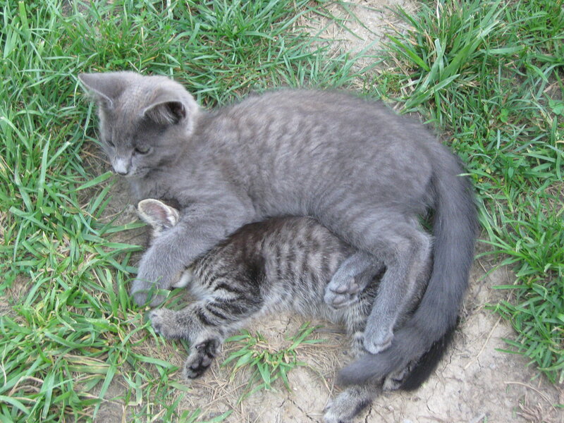Two Kittens Playing — Gray, Playful, Afternoon